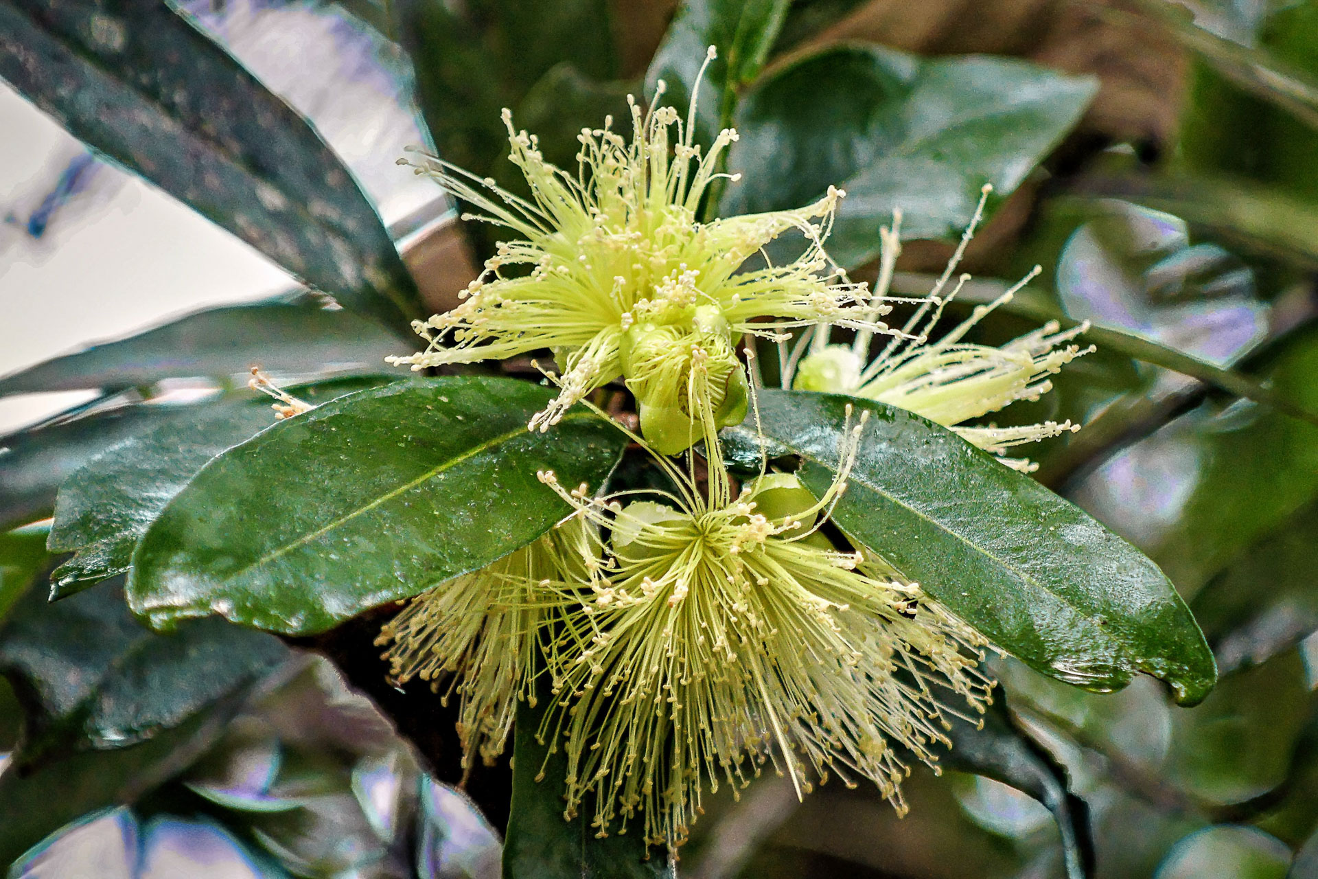Blüte der Syzygium laetum - die Blüte einer  Myrtengewächses